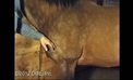 M2-Unsoundness Identification on Live Horse